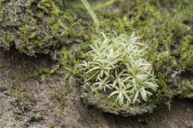 Palmiye ağacının gövdesinde yetişen küçük yeşil liken, mantar veya yosun.
