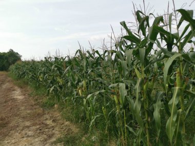 Tatlı mısır tarlası manzarası.