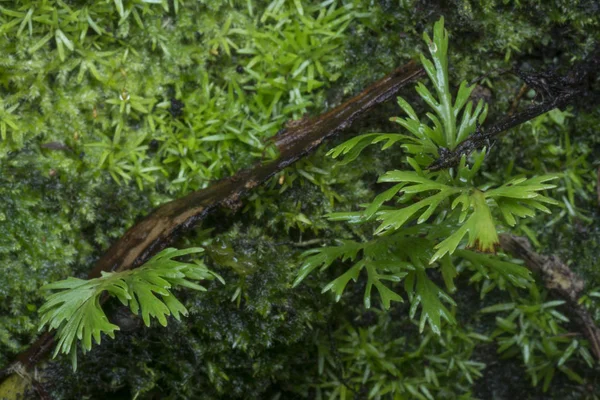 Piccolo Lichene Verde Fungo Muschio Che Cresce Sul Tronco Palma — Foto Stock