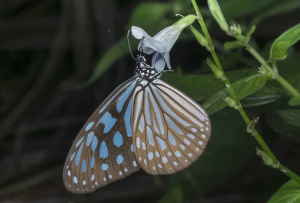 Gemeiner Blauer Delias Eucharis Schmetterling Hängt Fingerhut Unkrautblume — Stockfoto