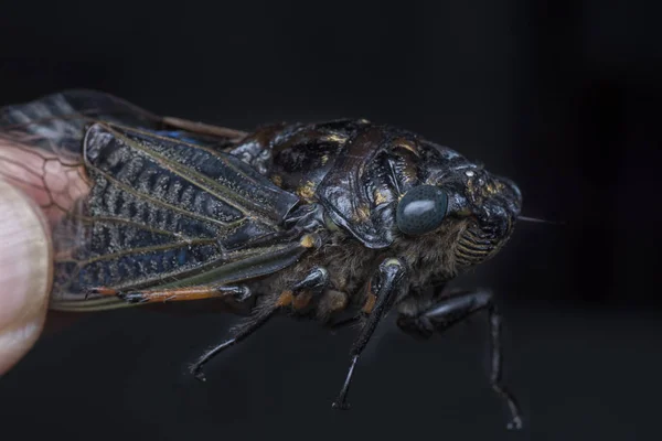 Tiro Cercano Cicadoidea Critter — Foto de Stock