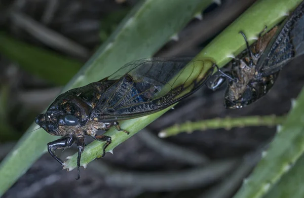 Close Shot Cicadoidea Critter — Stock Photo, Image