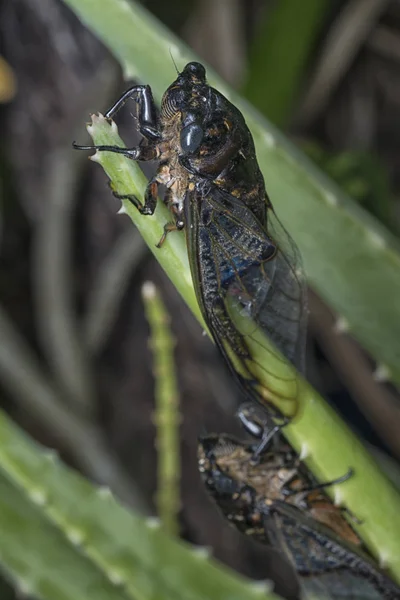 Tiro Cercano Cicadoidea Critter — Foto de Stock