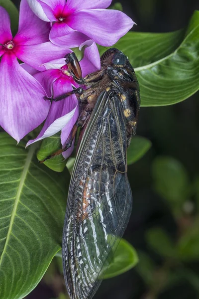 Close Shot Cicadoidea Critter — Stock Photo, Image