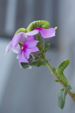 Yeşil zakkum şahini tırtılının yakın çekimi.