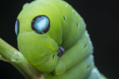 Yeşil zakkum şahini tırtılının yakın çekimi.