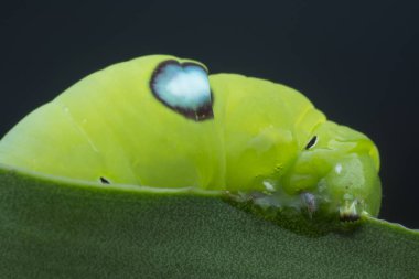 Yeşil zakkum şahini tırtılının yakın çekimi.