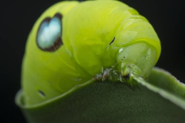 Yeşil zakkum şahini tırtılının yakın çekimi.