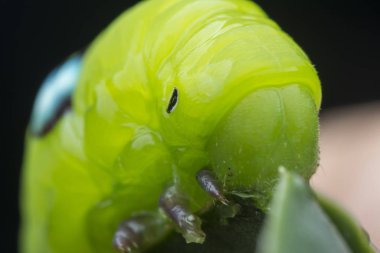 Yeşil zakkum şahini tırtılının yakın çekimi.