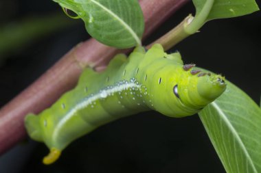 Yeşil zakkum şahini tırtılının yakın çekimi.