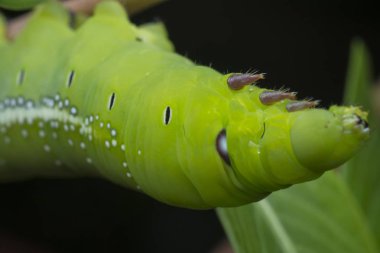 Yeşil zakkum şahini tırtılının yakın çekimi.