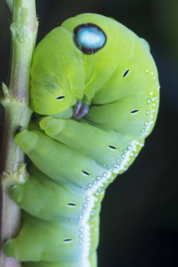 Yeşil zakkum şahini tırtılının yakın çekimi.