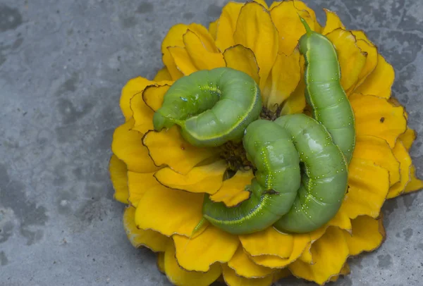 Close Shot Green Oleander Hawkmoth Caterpillar — Stock Photo, Image