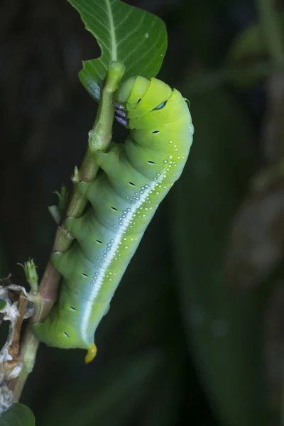 Tiro Perto Lagarta Falcão Oleandro Verde — Fotografia de Stock