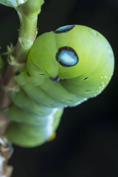 Κοντινό Πλάνο Του Πράσινου Πικροδάφνης Hawkmoth Κάμπια — Φωτογραφία Αρχείου