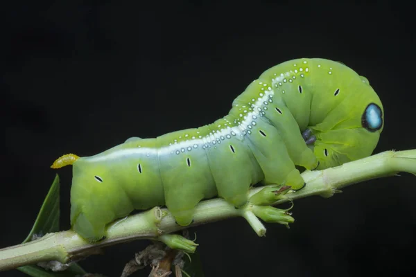 Tiro Perto Lagarta Falcão Oleandro Verde — Fotografia de Stock