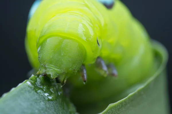 Tiro Perto Lagarta Falcão Oleandro Verde — Fotografia de Stock