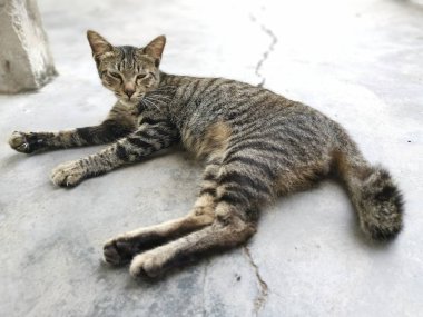 stray cat resting by the street