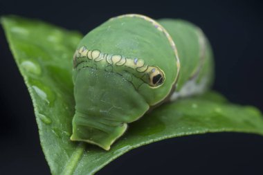 close shot of papilio demoleus caterpillar.