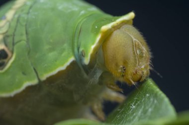 close shot of papilio demoleus caterpillar.