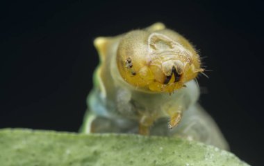 close shot of papilio demoleus caterpillar.