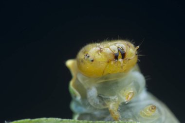 close shot of papilio demoleus caterpillar.