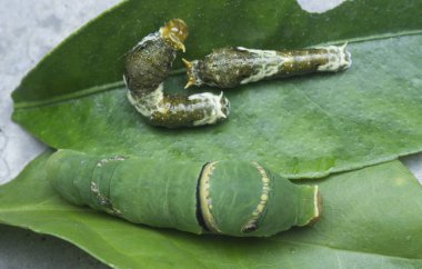 close shot of papilio demoleus caterpillar.