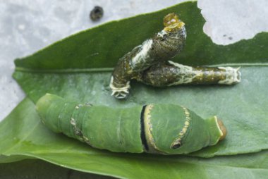 close shot of papilio demoleus caterpillar.