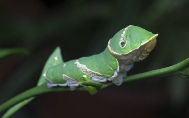 close shot of papilio demoleus caterpillar.