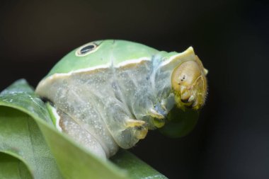 close shot of papilio demoleus caterpillar.