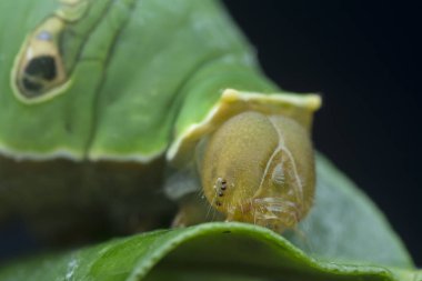 close shot of papilio demoleus caterpillar.