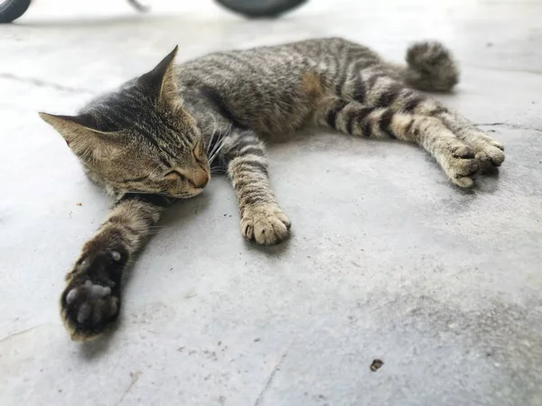 Gato Vadio Descansando Pela Rua — Fotografia de Stock