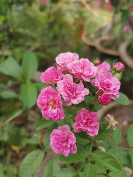 Bellissimi Piccoli Fiori Crataegus Monogyna — Foto Stock