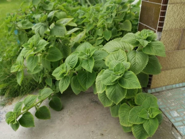 Verde Foglia Plectranthus Amboinicus Pianta — Foto Stock