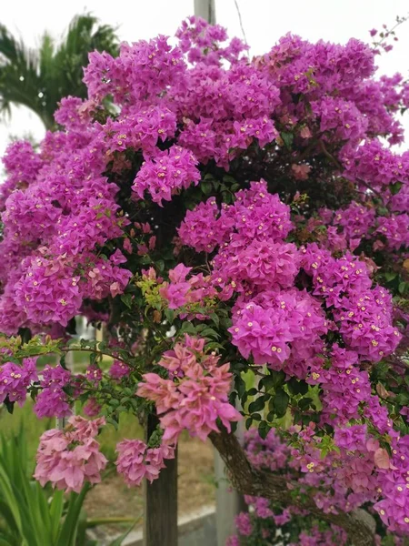 Wysoka Roślina Meganta Bougainvillea Przy Drodze — Zdjęcie stockowe