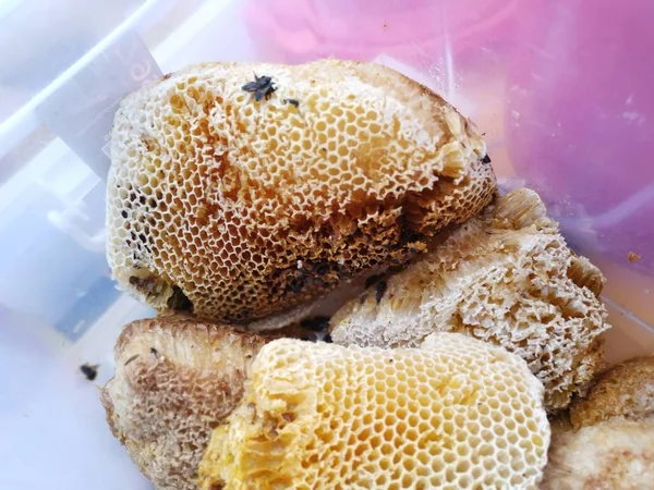 Blocks Fresh Raw Comb Honey — Stock Photo, Image