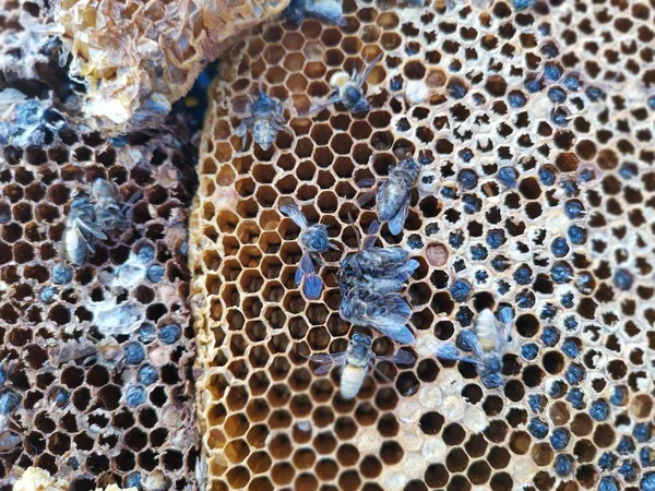 blocks of fresh raw comb honey