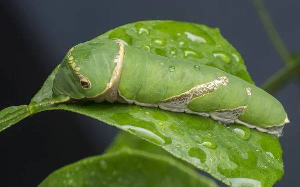 Zblízka Záběr Papilio Demoleus Housenka — Stock fotografie