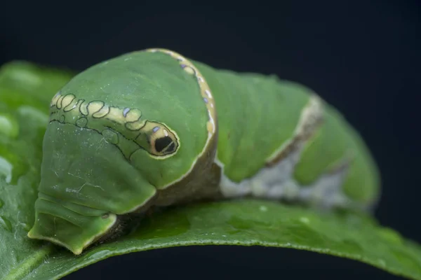 Tiro Perto Papilio Demoleus Lagarta — Fotografia de Stock