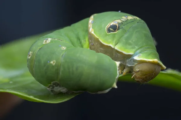 Κοντινή Λήψη Του Papilio Demoleus Caterpillar — Φωτογραφία Αρχείου