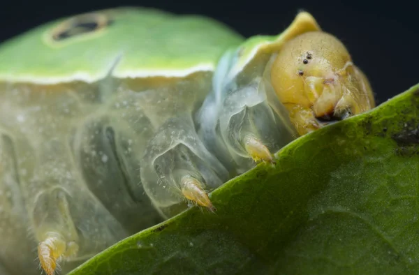 Tiro Perto Papilio Demoleus Lagarta — Fotografia de Stock