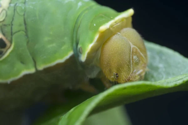 Κοντινή Λήψη Του Papilio Demoleus Caterpillar — Φωτογραφία Αρχείου