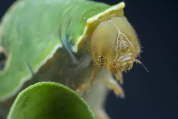 Tiro Perto Papilio Demoleus Lagarta — Fotografia de Stock