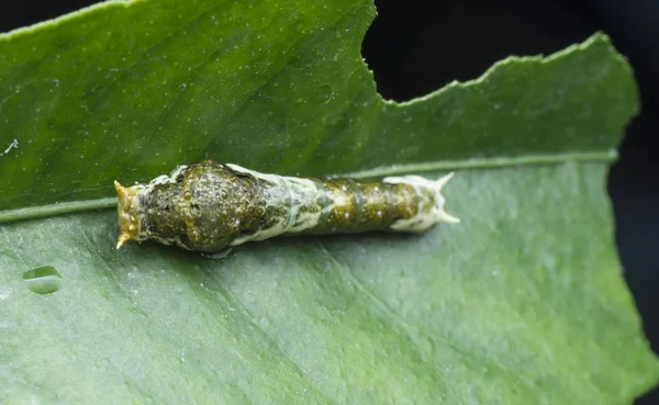 Colpo Ravvicinato Papilio Demoleus Bruco — Foto Stock