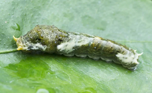 Κοντινή Λήψη Του Papilio Demoleus Caterpillar — Φωτογραφία Αρχείου