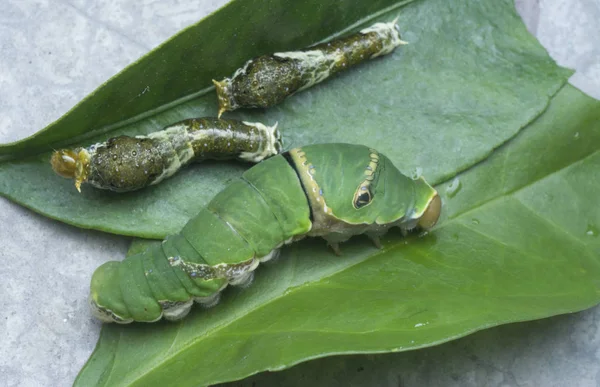 Close Shot Papilio Demoleus Caterpillar — 스톡 사진