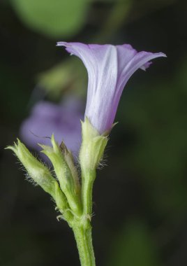 vahşi küçük ipomoea triloba çiçeği