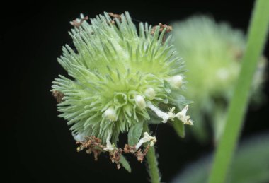 close shot of hyptis brevipes poit