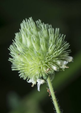 close shot of hyptis brevipes poit