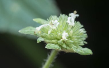 close shot of hyptis brevipes poit